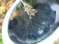 Cortinarius kioloensis