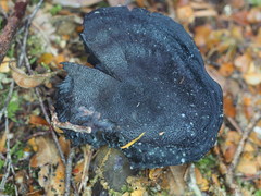 Cortinarius kioloensis