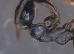 Formica lemani