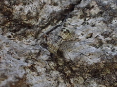 Mesopsocus