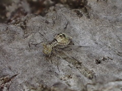 Mesopsocus