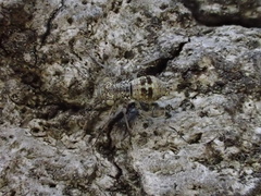 Mesopsocus