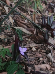 Tradescantia zebrina