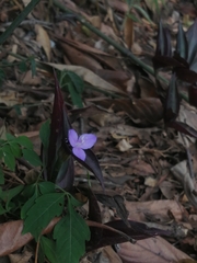 Tradescantia zebrina