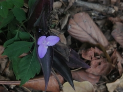 Tradescantia zebrina