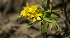 Gymnospermium altaicum