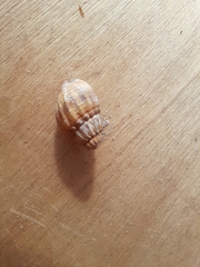 Nassarius pauperatus