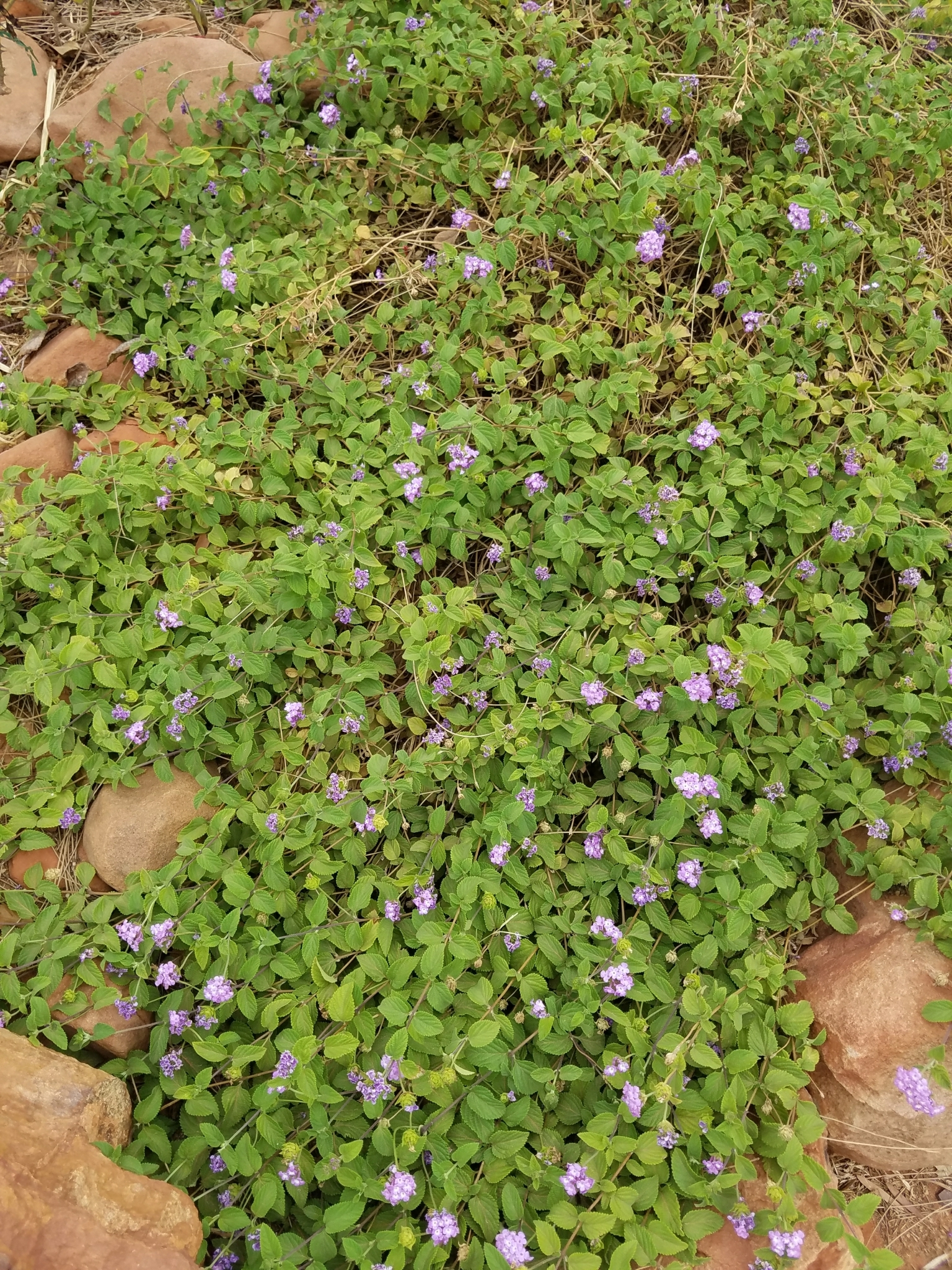 planta de verbena rastrera