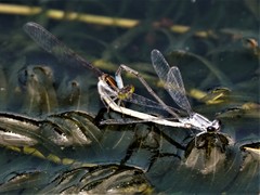 Paracercion calamorum