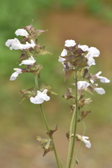 Salvia mocinoi