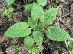 Symphytum caucasicum