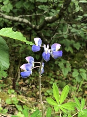 Lupinus nootkatensis