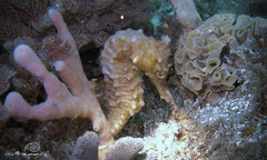 Hippocampus kelloggi