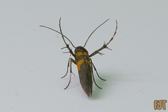 Aetole unipunctella