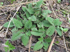 Symphytum caucasicum