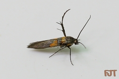 Aetole unipunctella