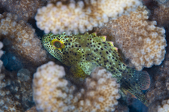 Sebastapistes coniorta