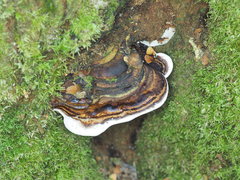 Fomitopsis hemitephra