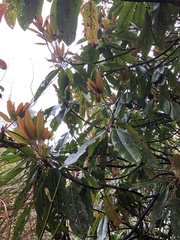 Daphniphyllum himalaense