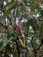 Daphniphyllum himalaense