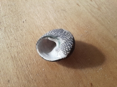 Chlorodiloma odontis