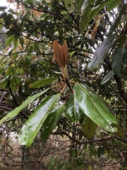 Daphniphyllum himalaense