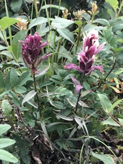Castilleja parviflora