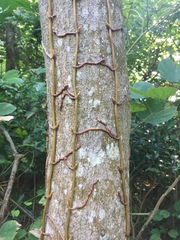 Erythrorchis altissima