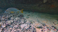 Lutjanus carponotatus