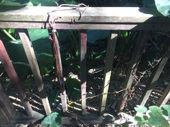 Erythrorchis altissima