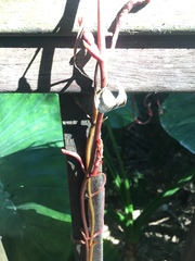 Erythrorchis altissima