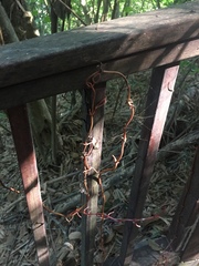 Erythrorchis altissima