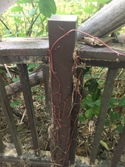 Erythrorchis altissima