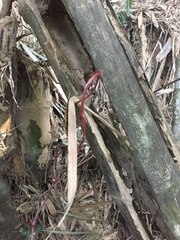 Erythrorchis altissima