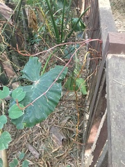 Erythrorchis altissima