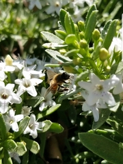 Apis mellifera