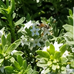 Apis mellifera