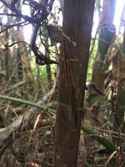 Erythrorchis altissima