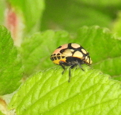 Steganocerus multipunctatus