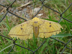 Eacles imperialis