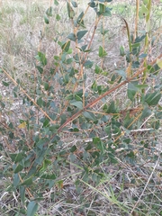 Platylobium obtusangulum