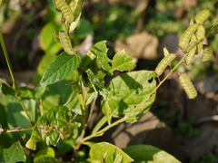 Tadehagi triquetrum