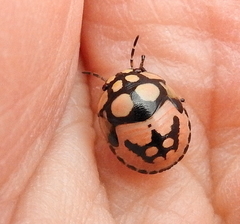 Steganocerus multipunctatus