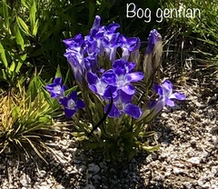 Gentianeae