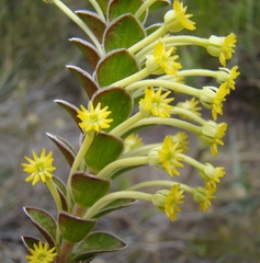 Struthiola argentea