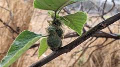 Broussonetia papyrifera