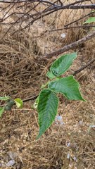 Broussonetia papyrifera