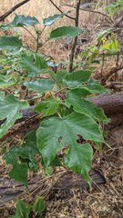 Broussonetia papyrifera