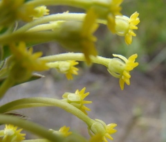 Struthiola argentea