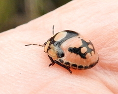 Steganocerus multipunctatus